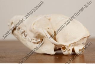 photo reference of skull 0033